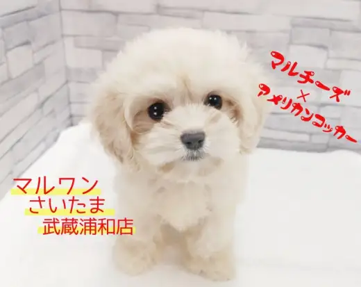 【 マルチーズ×アメリカンコッカー 】希少なミックスその名は”マルコーちゃん”！