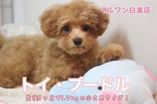 【 トイ・プードル 】特技はトリミング!生後5ヶ月で1.7kgの小さめトイプー!