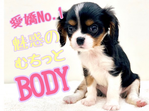 【 キャバリア 】英国で愛した魅惑のむちボディ！愛嬌のNO.1王子のご登場！