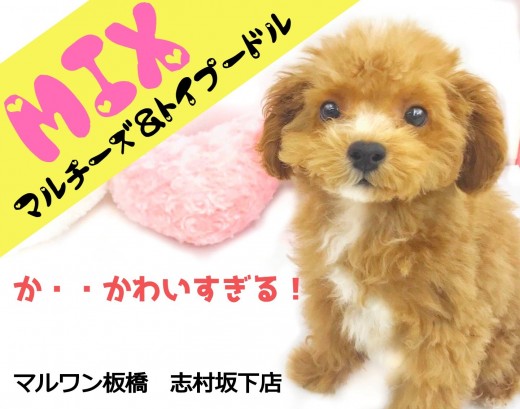 【 MIX犬 】究極の可愛さ×抜群の飼いやすさ！いいトコどりのスーパーMIX君！！