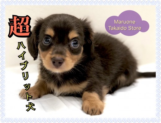 【 MIX チワックス 】両犬種の良い所取り⁉最強のハイブリット犬登場！！