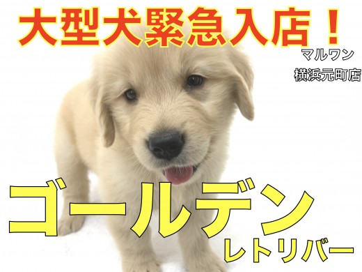 【 ゴールデンレトリバー 】緊急入店!!横浜元町店待望の心優しき大型犬!