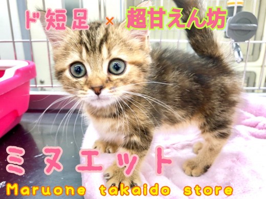 【 ミヌエット 】こんなに甘えん坊なねこ見たことない！短足×甘えんぼにゃんこ！