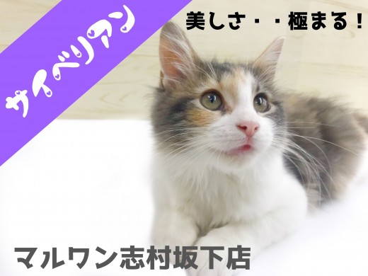 【 サイベリアン 】大型プリンセスの美しさに磨きがかかってます！！