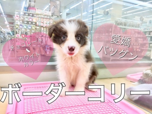 【 ボーダーコリ― 】愛嬌バツグン!レアカラーのボーダーコリ―
