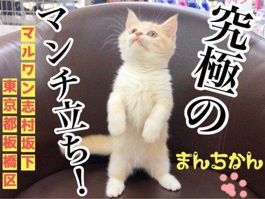 【 マンチカン 】マンチ立ち＆ねこパンチであなたのハートもめろめろパンチカン！！