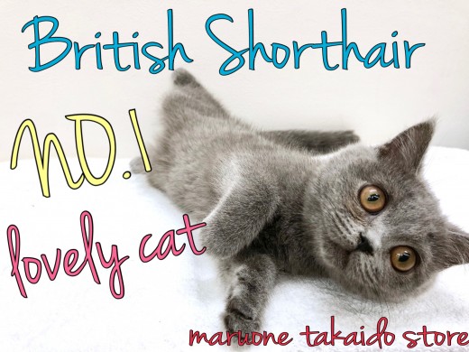 【 ブリティッシュショートヘア 】英国の代表ねこ！最強の甘えん坊はこの子♡