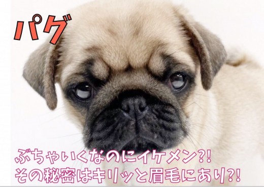 【 パグ 】ぶちゃいくなのにイケメン? その秘密はキリッと眉毛にあり?!