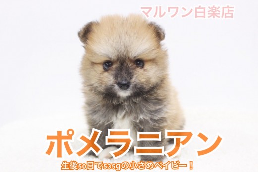 【 子狸系ポメラニアン 】生後50日で535gの小さめベイビー!