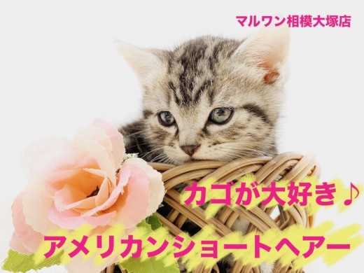 【 アメリカンショートヘア 】ねこ鍋ならぬ「ねこカゴ」!?みなさんカゴの準備を!