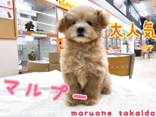 【 マルプー 】激カワMIX犬！人気の秘密はココ♪