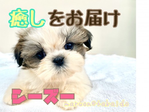 【 シーズー 】杉並区より1番の癒しをお届け！のんびり鼻ぺちゃガールのご紹介！