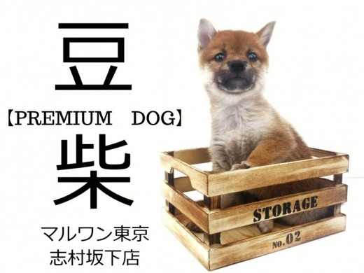 【豆柴犬】良血統のプリンセス！！東京に突如現れた豆柴の魅力とは！！