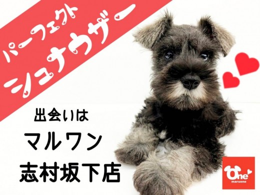 【 ミニチュア・シュナウザー 】パーフェクトシュナウザーが板橋の地に舞い降りた！！