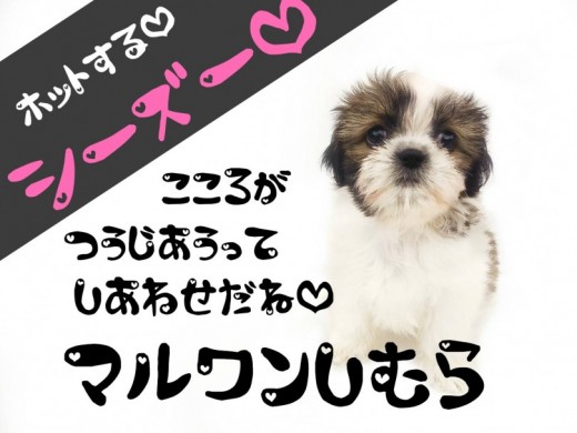 【 シーズー 】スローライフ派と抜群の相性！！癒し癒されハッピーライフ！！