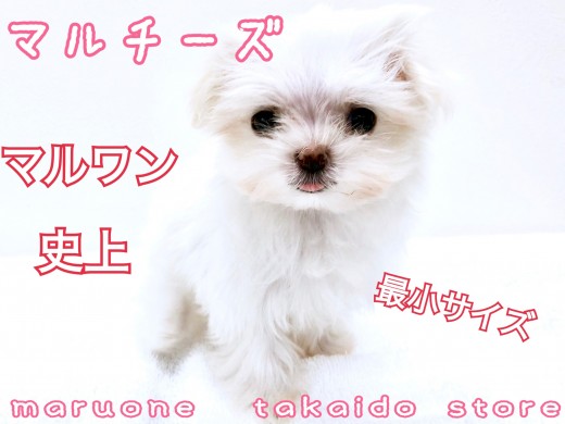 【 マルチーズ 】生後60日で驚異の380g！！極小ベイビーとの暮らしのススメ