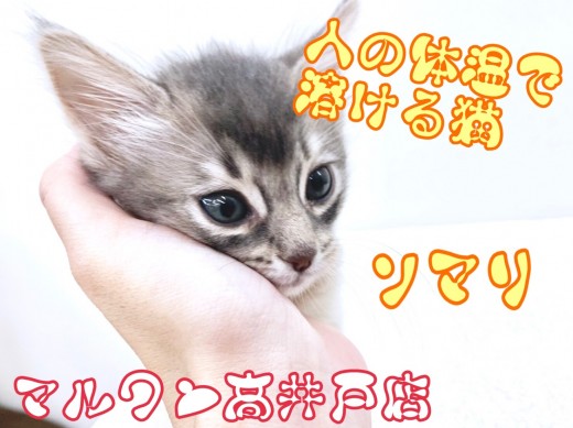 【 ソマリ 】人の体温でとろけてしまう⁈究極の甘えんぼニャンコ！