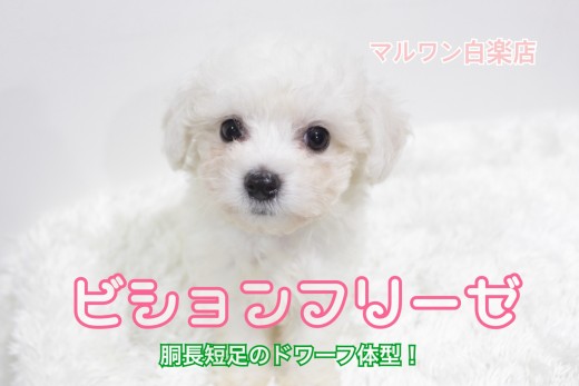 【 ビションフリーゼ 】胴長短足のドワーフ体型!甘え上手な一面もあり!