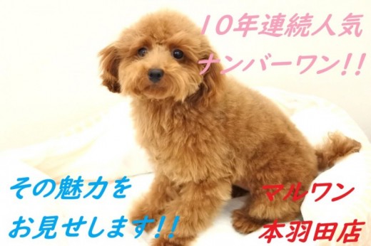 【 トイプードル 】10年連続人気ナンバーワン!!その魅力をお見せします。