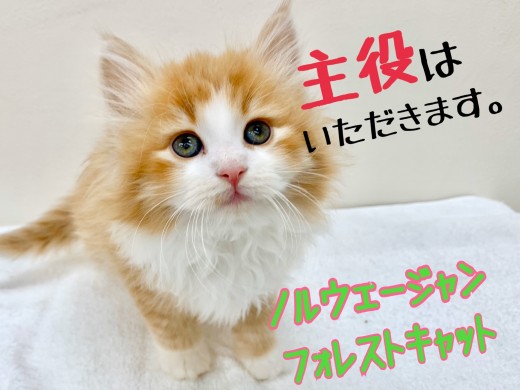 【 ノルウェージャン 】圧巻のロフト感がすごい！2019シーズン最強のにゃんこ！