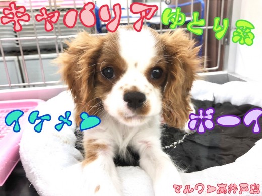 【 キャバリア 】とろ～んとした性格が可愛い！ゆとり系男子♪