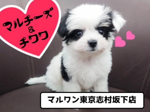【 MIX マルチワ 】マルチーズ＆チワワのハイパーMIX！童顔フェイスは癒し度MAX！