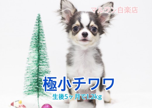 【 極小チワワ 】生後5ヶ月で1.2kgと驚異のサイズ!おすすめ犬具もご紹介!