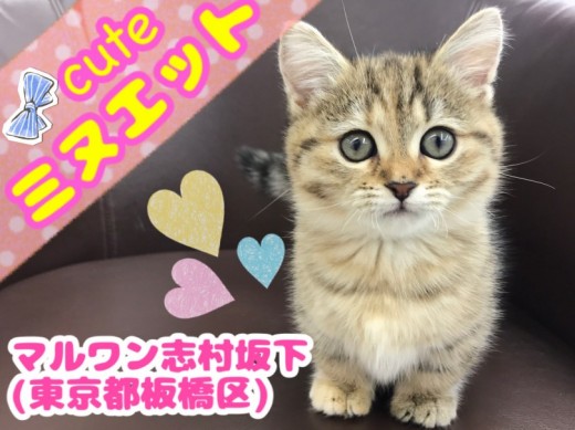 【 ミヌエット 】ド短足✕究極美少女！プリンセス・ミヌエット登場！！