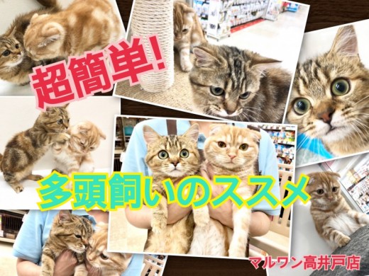 【 お役立て情報 】超簡単！高井戸店版 猫の多頭飼いのススメ♪