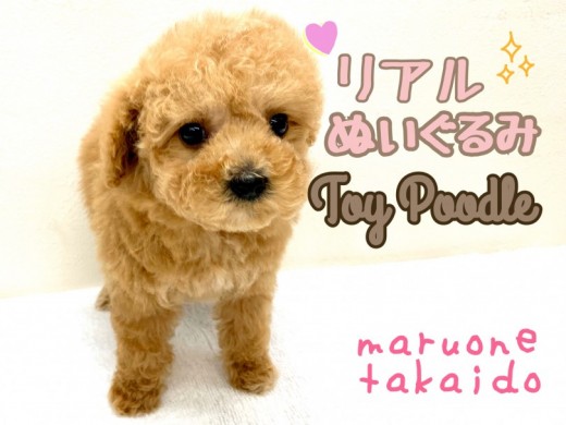 【 トイプードル 】リアルぬいぐるみ？！可愛さの秘密教えちゃいます！！