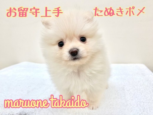 【 ポメラニアン 】みんなが嫉妬する「留守番上手」とはボクのこと！！