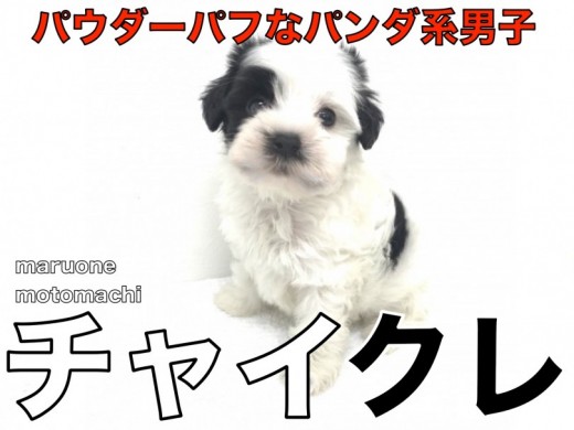 【 チャイクレ 】超希少種!パウダーパフの知られざる優等生はパンダ柄!