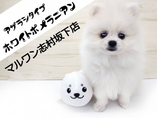 【 ホワイトポメラニアン 】金メダル級の激カワポメラニアンを東京で発見！