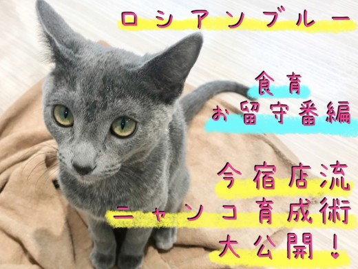 【 ロシアンブルー 】甘えん坊猫ちゃん好き必見!今宿店流ニャンコ育成術を大公開!