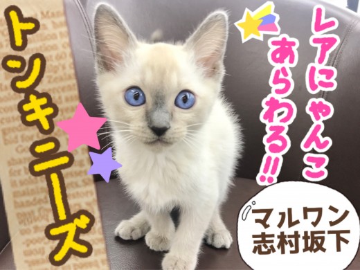 【 トンキニーズ 】シャムとバーミーズのスーパーハイブリッドキャットが登場！