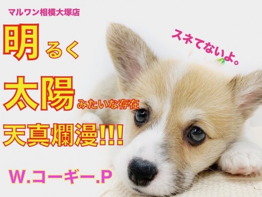 【 コーギー 】明るく、太陽の様な存在!元気と癒しを与えてくれる良きパートナー