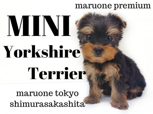 【 ヨークシャーテリア 】小さなボディに大きな愛情！その姿はジュエリーの輝き！
