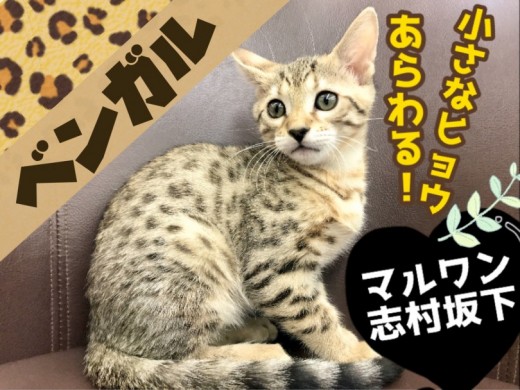 【 ベンガル 】志村坂下店に小さなヒョウが降臨！その姿はワイルド＆ビューティー！