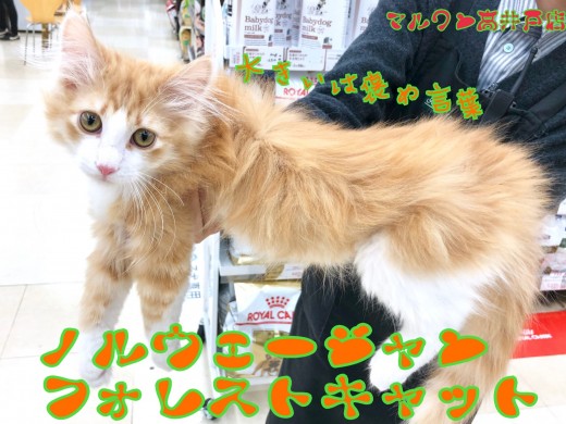 【 ノルウェージャンフォレストキャット 】大きいは褒め言葉！天才ニャンコ登場！