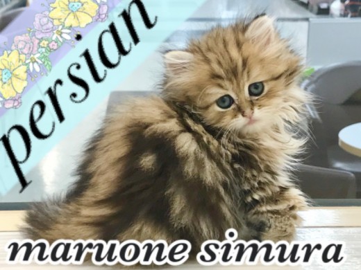 【 ペルシャ 】金色のゴージャスコートを纏ったキングオブキャットが降臨！