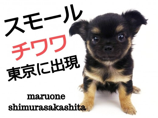 【 チワワ 】スモールチワワ登場！！心に染みる癒しのスパイス！！