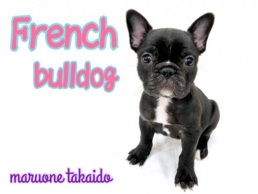 【 フレンチブルドッグ 】ブリンドルの女の子登場！3つ魅力をご紹介！