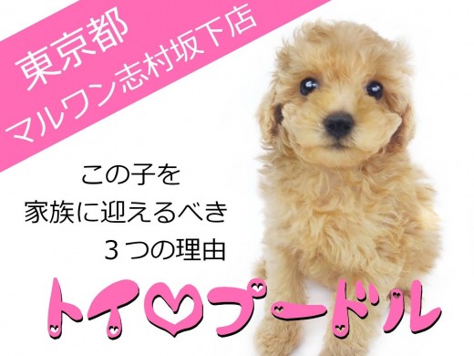 【 トイ・プードル 】この子をご家族に迎えるべき3つの理由！！