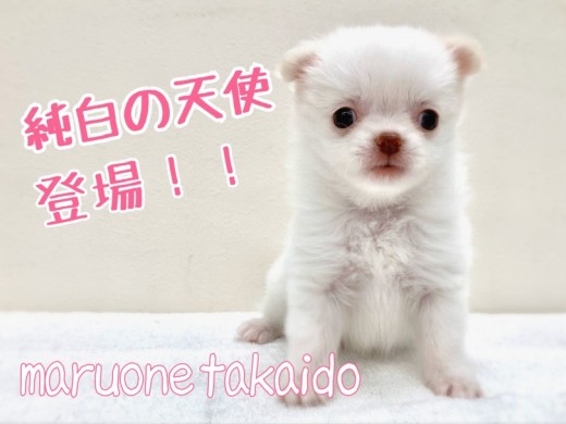 【 チワワ 】高井戸をざわつかせている純白の天使登場！！