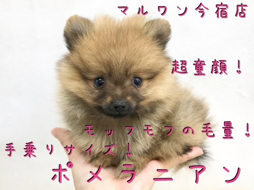 【 ポメラニアン 】ミニマライズなあなたにオススメ!手乗りたぬきポメ!