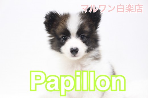 【 パピヨン 】大きなお耳がチャームポイント!おすすめトレーニングもご紹介!