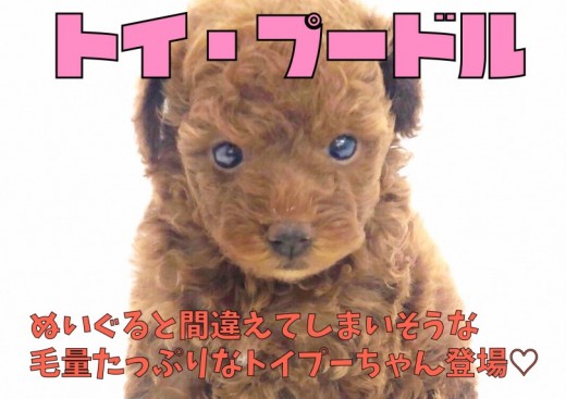 【 トイ・プードル 】ぬいぐると間違ないで!毛量たっぷりなトイプーちゃん登場 !