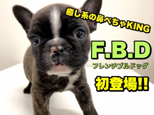 【 フレンチブルドッグ 】オンリーワンのブリンドル!癒し系の鼻ぺちゃキング!