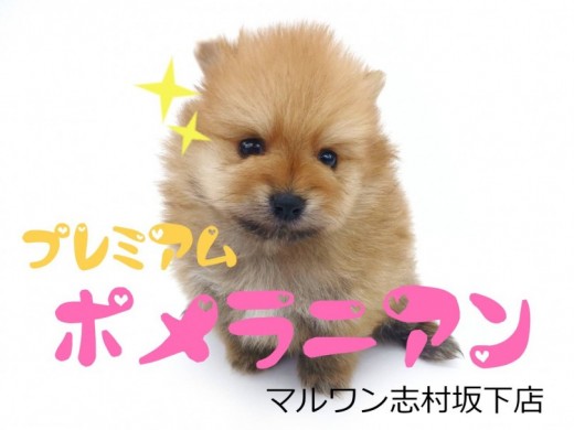 【 ポメラニアン 】オレンジカラーの小さめポメがやってきた！