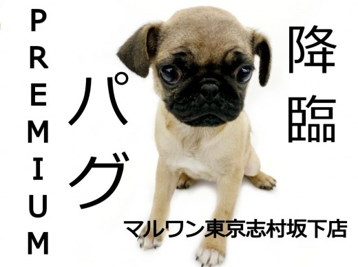 【 パグ 】癒しの世界へ導くプレミアムパグ降臨！！